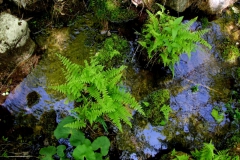 Cystopteris fragilis