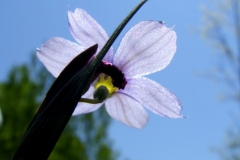pretty Sisyrinchium montanum