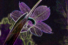 Sisyrinchium montanum (filter)