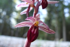 Corallorhiza striata (Bruce Peninsula)