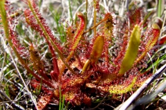 Drosera linearis (Bruce Peninsula)