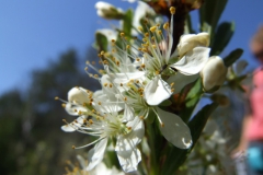 Prunus pumila (Bruce Peninsula)