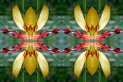 variations on a Cypripedium theme by Mihai