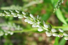 Polygala senega (Long Point)
