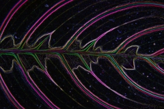 Leaf venation pattern 3