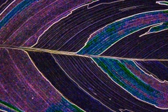 Leaf pattern
