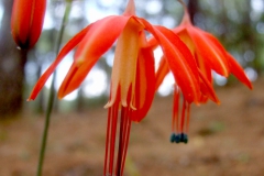 Bessera elegans