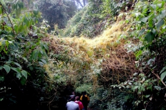 passing under a Cuscuta bridge...