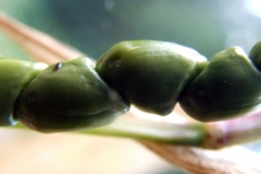 Zea diploperennis - maturing caryopses