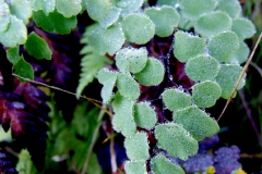 Adianthum sp.