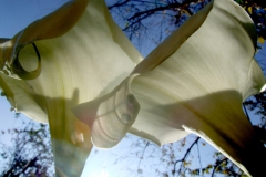 Ornamental Zantedesieschia aethiopica close to the station