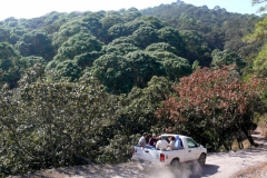our transportation...note the forests of Pinus and persistent Quercus
