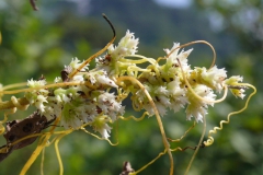 Cuscuta ortegana -- no papillae on calyx and corolla