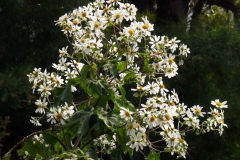 Montanoa elegans
