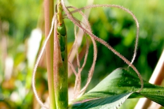 Zea diploperennis - female inflorescence (note the stigmas)