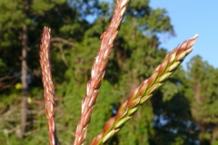 Zea diploperennis - male inflorescence