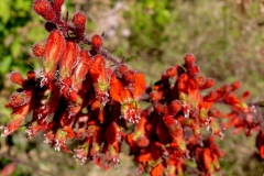 Cuphea sp.