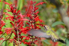 Hummingbird and Salvias