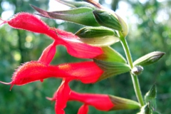 Salvia fulgens