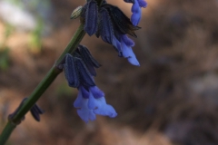 Salvia lavanduloides