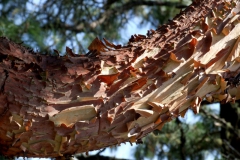 bark of Arbutus xalepensis