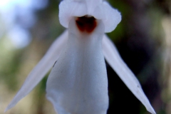 Funkiella hyemalis