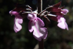 Salvia gracilis
