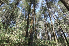 Oyamel (Abies religiosa)  forest: habitat of the monarch butterfly