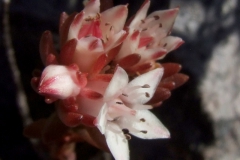 Altamiranoa mexicana