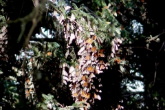 Monarch butterflies