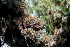 Monarch butterflies