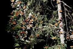 Monarch butterflies