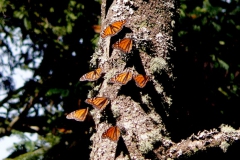 Monarch butterflies
