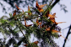 Monarch butterflies