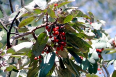 Arbutus xalepensis