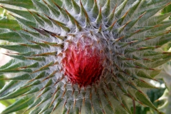 Cirsium ehrenbergii