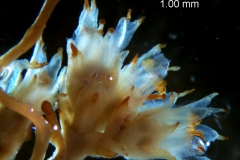 Cuscuta bonafortunae, inflorescence