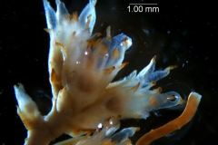 Cuscuta bonafortunae, inflorescence