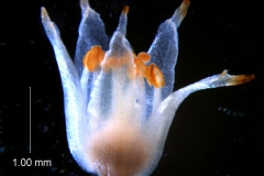Cuscuta bonafortunae, corolla 3D