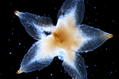 Cuscuta bonafortunae, calyx dissected