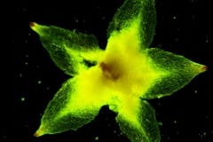 Cuscuta bonafortunae, calyx dissected