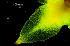 Cuscuta bonafortunae, calyx lobe detail