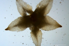 Cuscuta bonafortunae, calyx dissected