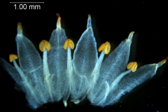 Cuscuta bonafortunae, corolla dissected