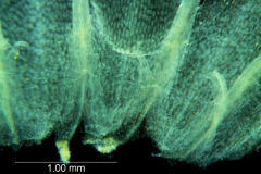 Cuscuta bonafortunae, corolla base showing infrastaminal scales