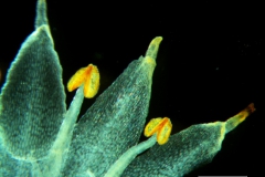 Cuscuta bonafortunae, corolla dissected