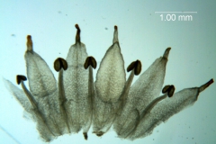 Cuscuta bonafortunae, corolla dissected