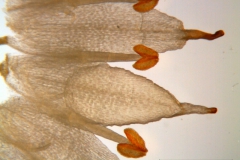 Cuscuta bonafortunae, corolla dissected