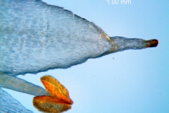 Cuscuta bonafortunae, corolla lobe detail