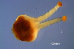 Cuscuta bonafortunae, gynoecium